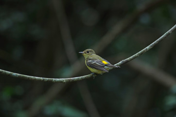 Yellow-rumped flycatcher (Ficedula zanthopygia) in nature