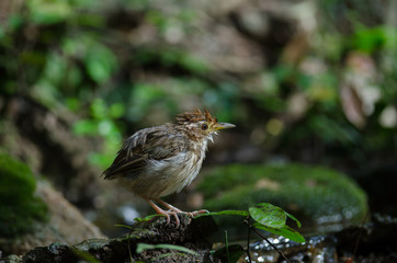 Puff-throated Babbler in tropical forest