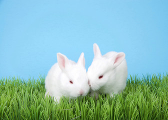 Two adorable two week old albino baby bunnies in green grass with blue background.
