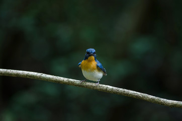 Tickell's blue-flycatcher perching on a branch
