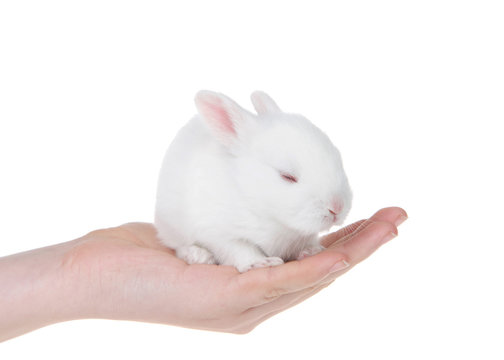 Young caucasian hand holding albino white baby bunny, tired, sleeping. Isolated on white.