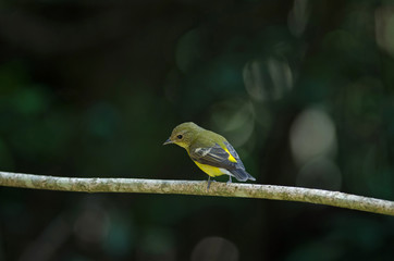 Yellow-rumped flycatcher (Ficedula zanthopygia) in nature