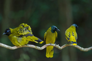 Black-headed Bulbul, Pycnonotus atriceps