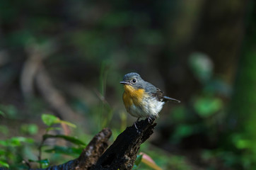 Tickell's blue-flycatcher perching on a branch