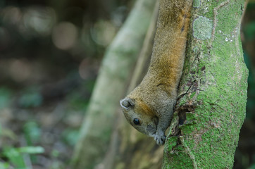 Grey-bellied squirrel in forest