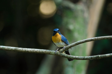 Tickell's blue-flycatcher perching on a branch