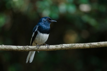 Obraz premium Oriental magpie robin (Copsychus saularis) on branch