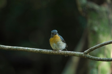 Fototapeta premium Tickell's blue-flycatcher perching on a branch