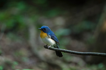 Fototapeta premium Tickell's blue-flycatcher perching on a branch