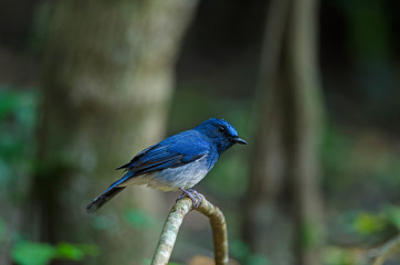 Hainan blue flycatcher (Cyornis hainanus)