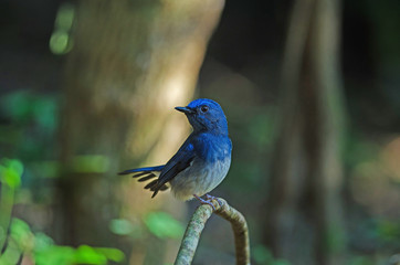 Hainan blue flycatcher (Cyornis hainanus)