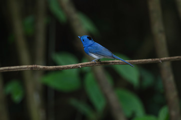 Male Black-naped monarch perching on tree branch