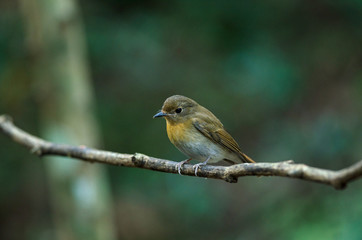 Female Hainan blue flycatcher (Cyornis hainanus)