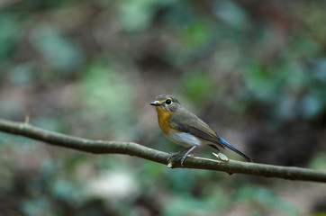 Tickell's blue-flycatcher perching on a branch