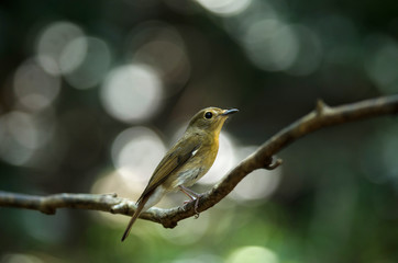 Obraz premium Female Hainan blue flycatcher (Cyornis hainanus)