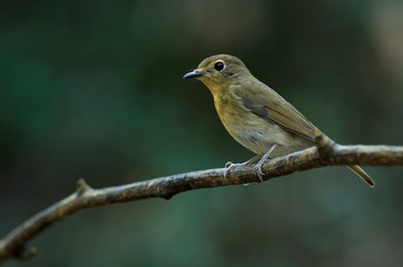 Fototapeta premium Female Hainan blue flycatcher (Cyornis hainanus)