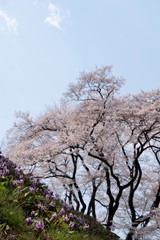 桜をバックにカタクリ( Erythronium japonicum)の群生【鉢型城跡】埼玉県寄居町