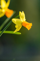 couple beautiful yellow daffodil flowers under the sun in the garden