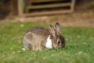 cute brown rabbit with white neck hair and big eyes eating on green grass field in the shade