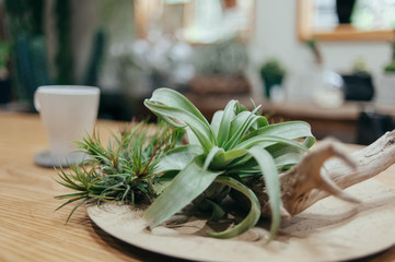 ティータイムと観葉植物　プランツ