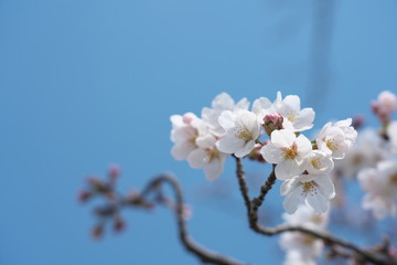 Obraz premium Tokyo,Japan-March 28, 2019: Cherry blossom buds are ready to burst in Tokyo, Japan