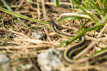 tiny garter snake moving around dry grass field