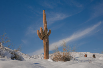 Arizona desert snow storm.  Unusual weather in Scottsdale, Az.  Cacti trees covered in snow.