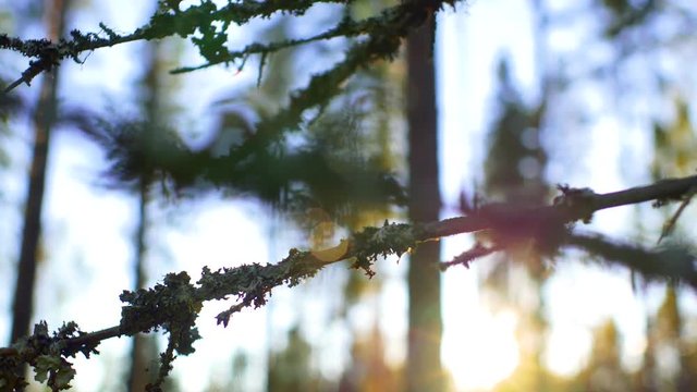 Tree branch with lichen moss gently swaying during sunset in a Forest in Ruovesi, Finland