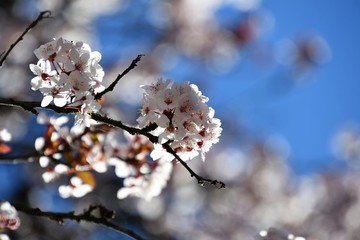 すもも　Plum Blossom 