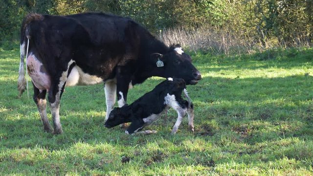 Slow Motion: Day-old New-born Baby Calf Falling Over Whilst Being Cleaned