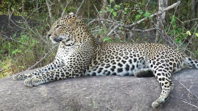 Sri Lankan leopard is the largest leopard subspecies reach 100 kg. Endemic  to Sri Lanka, that was first described in 1956. This is a female cub, one and half years old, already separated from mother.