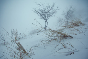 Fototapeta na wymiar tree in winter and fog mountain