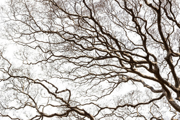 Image of trees without leaves with crystal white sky without clouds.