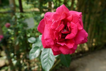 Beautiful pink rose flower on blurred branch and leaves background, Valentine day, Love concept, Wedding decoration
