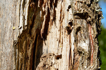 Tree bark background. Brown texture of the old tree