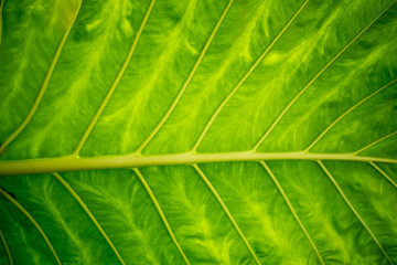 Close up of Green Leaves texture background ,natural background, leaf fibers .