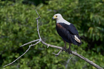 African fish eagle (Haliaeetus vocifer),