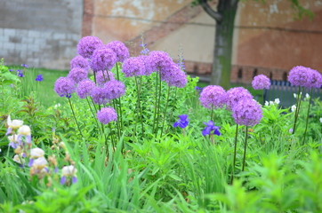 Obraz premium purple flowers in the garden