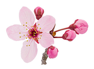 Cherry blossom branch, sakura flowers isolated on white background - 258030019