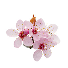 Cherry blossom branch, sakura flowers isolated on white background - 258030070