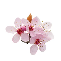 Tuinposter Cherry blossom branch, sakura flowers isolated on white background © asemeykin