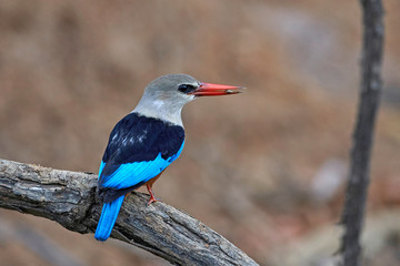 Grey-headed kingfisher (Halcyon leucocephala)