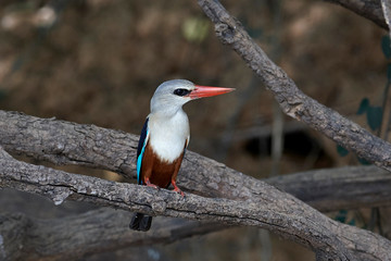 Grey-headed kingfisher (Halcyon leucocephala)