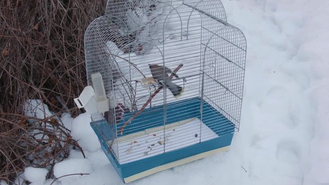 Bird cage with a tamed bird abandoned outdoor under snowfall