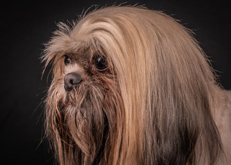 Naklejka premium portrait of a dog