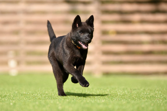 275 Best 甲斐犬 Images Stock Photos Vectors Adobe Stock 275 Best 甲斐犬 Images Stock Photos Vectors Adobe Stock