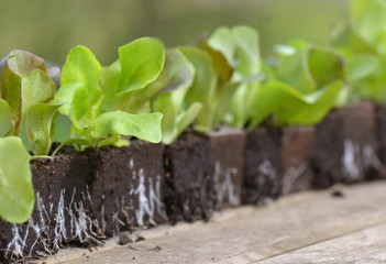 close on leaf of lettuce seedling in line on a garden table