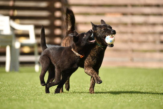 275 Best 甲斐犬 Images Stock Photos Vectors Adobe Stock