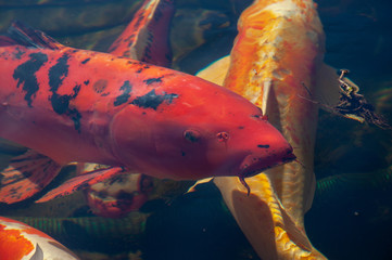 Koi