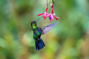 Blue hummingbird Violet Sabrewing flying next to beautiful red flower. Tinny bird fly in jungle. Wildlife in tropic Costa Rica. Two bird sucking nectar from bloom in the forest. Bird behaviour